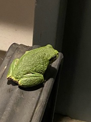Hyla versicolor