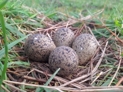 Vanellus chilensis chilensis