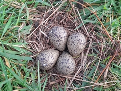 Vanellus chilensis chilensis