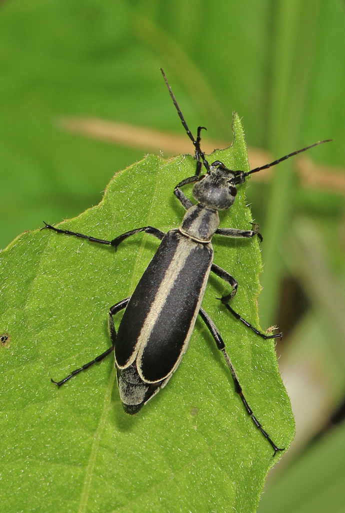 Margined Blister Beetle