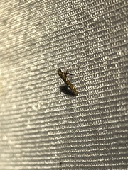 Caloptilia triadicae