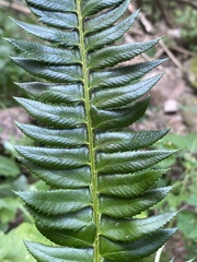 Polystichum lonchitis