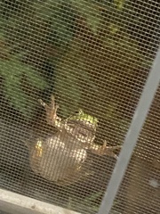 Hyla versicolor