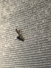 Caloptilia triadicae