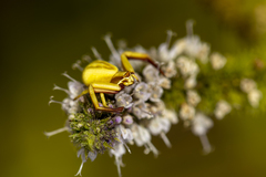 Misumenoides formosipes