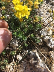 Draba cyclomorpha
