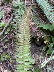 Polystichum lonchitis