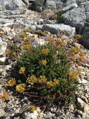 Ivesia gordonii