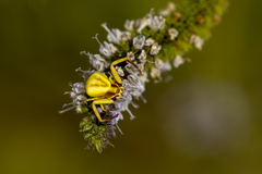 Misumenoides formosipes