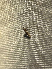 Caloptilia triadicae