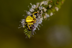 Misumenoides formosipes