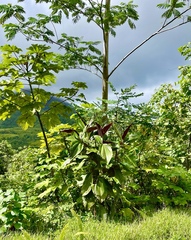 Miconia calvescens