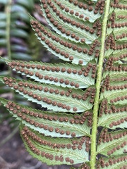 Polystichum lonchitis