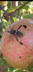 Leptoglossus zonatus