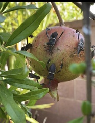 Leptoglossus zonatus