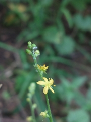 Agrimonia pubescens