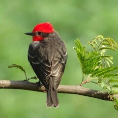 Pyrocephalus rubinus