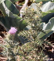 Cirsium ochrocentrum