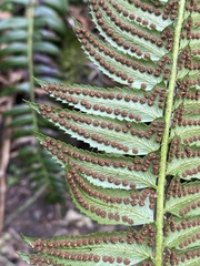 Polystichum lonchitis