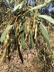 Acacia falcata