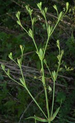 Hypericum virgatum