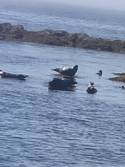 Phoca vitulina richardii