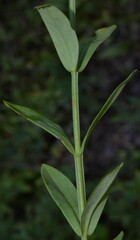 Hypericum virgatum