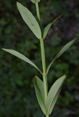 Hypericum virgatum