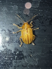 Colaspis