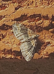 Xanthorhoe ferrugata