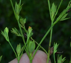 Hypericum virgatum