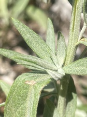 Artemisia douglasiana
