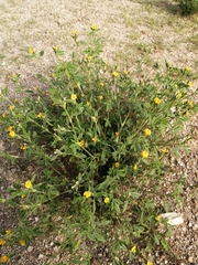 Stylosanthes viscosa