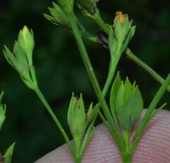 Hypericum virgatum