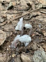 Monotropa uniflora