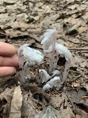 Monotropa uniflora
