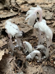 Monotropa uniflora