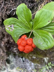 Cornus unalaschkensis
