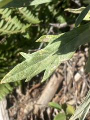 Artemisia douglasiana