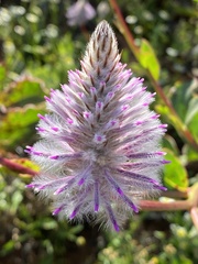 Ptilotus exaltatus