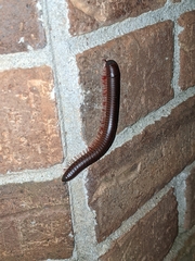 Narceus americanus