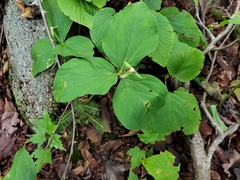 Trillium undulatum