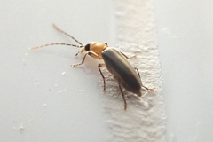 Oedemeridae
