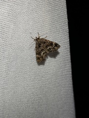 Hypena abalienalis