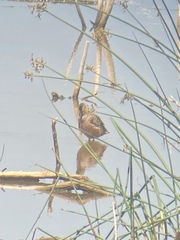 Limnodromus scolopaceus