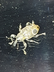 Heilipodus biplagiatus