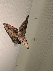 Paectes abrostoloides