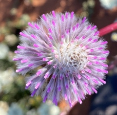 Ptilotus exaltatus