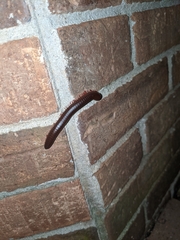Narceus americanus