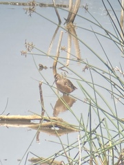 Limnodromus scolopaceus